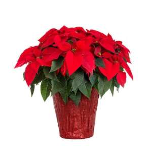1.25-Quart Poinsettia 2 for $2.50